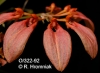 Bulbophyllum weberi  (03)